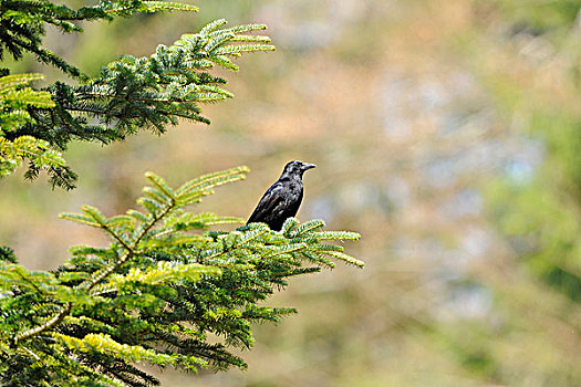 吃腐肉的乌鸦,小嘴乌鸦,栖息在树上,分公司,巴伐利亚,德国