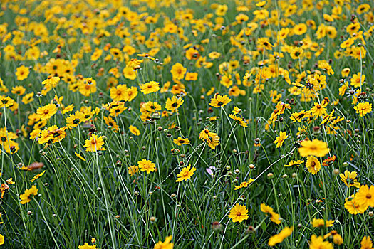 野菊花