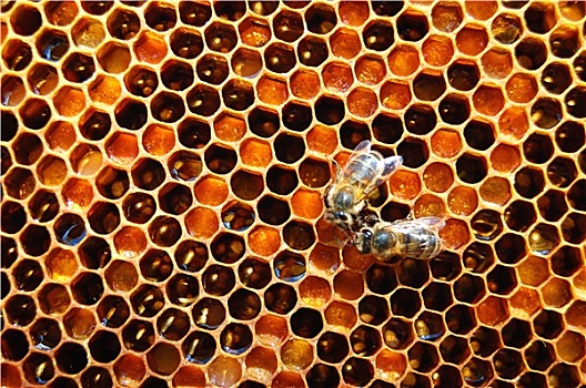 蜜蜂,蜂窝