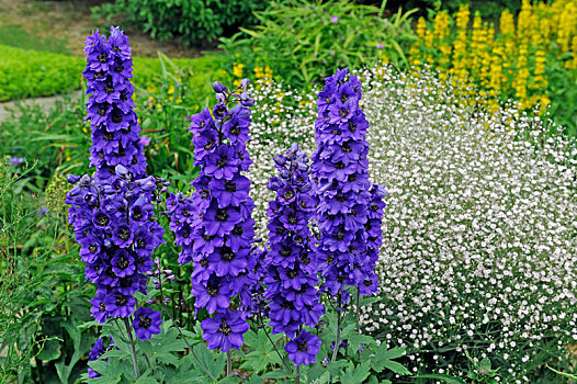 燕草属植物,深蓝,圆锥花序,黑眼圈,花,六月,九月,后面,盛开,满天星,圆点,珍珠菜