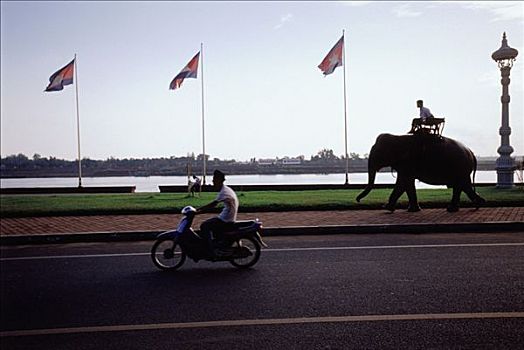 柬埔寨,金边,一个,男人,摩托车,大象,旅行,道路