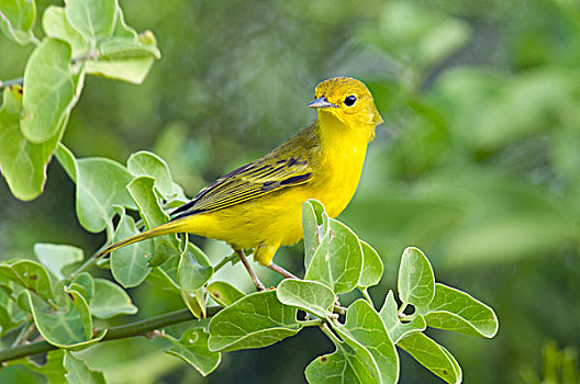 黄色,鸣禽,美洲黄莺,加拉帕戈斯群岛,厄瓜多尔
