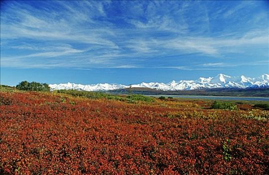 秋天,苔原,积雪,顶峰,阿拉斯加山脉,德纳里峰国家公园,阿拉斯加,美国