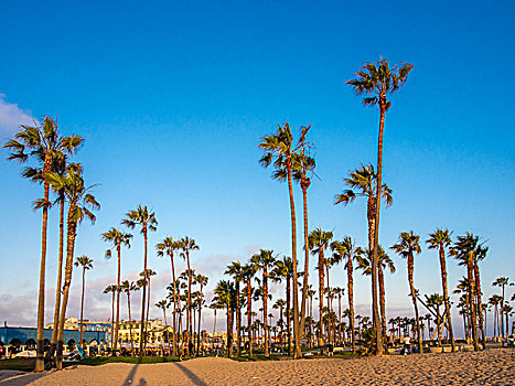 棕榈树,海滩,威尼斯海滩,加利福尼亚,美国,北美