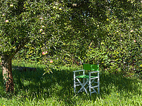 苹果树,花园椅