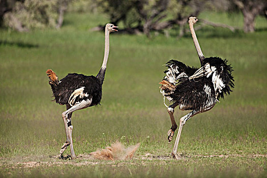 鸵鸟,鸵鸟属,骆驼,争执,卡拉哈里沙漠,北开普,南非