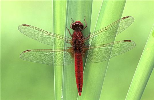 深红色,蜻蜓,植物,欧洲