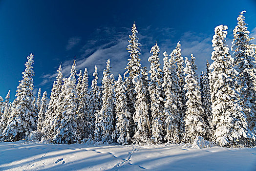 白霜,遮盖,常青树,日落,铜,河谷,阿拉斯加,冬天