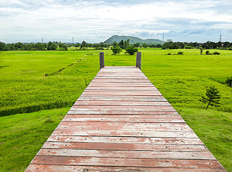 木桥,绿色,稻田,泰国