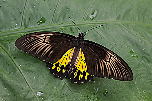 海伦娜,蝴蝶,马来西亚