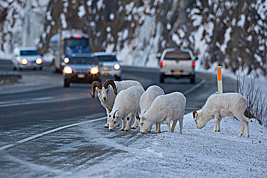 野大白羊,公羊,眷群,喂食,肩部,苏厄德公路,交通,背景,特纳甘湾,阿拉斯加,冬天