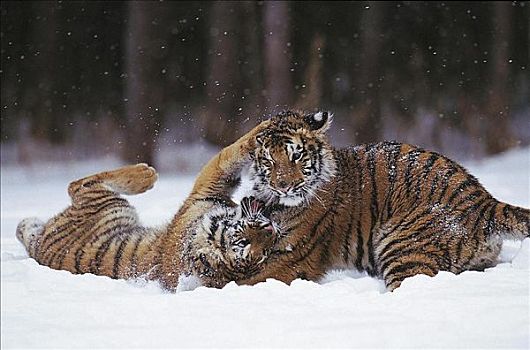 虎崽,虎,玩,雪中,小动物,中亚,动物