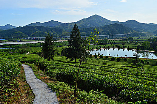 茶业生态园