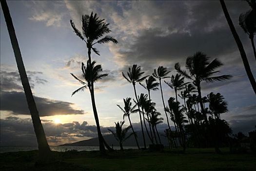 手掌,日落,毛伊岛,夏威夷,美国