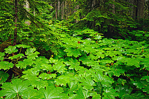五加科,叶子,国家公园,不列颠哥伦比亚省,加拿大