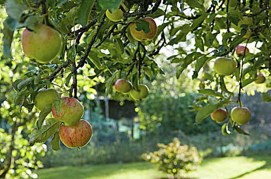水果,悬挂,树枝,苹果树