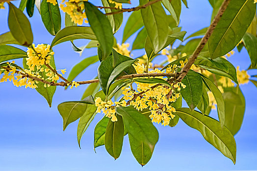 桂花特写,杭州桂花