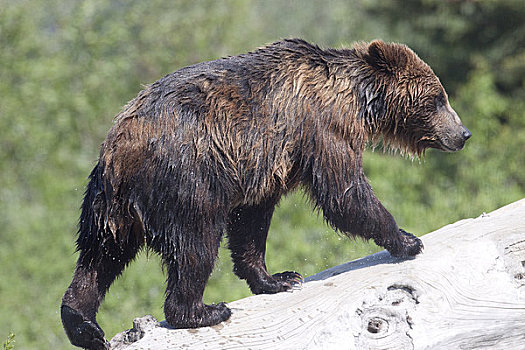 俘获,水,浸湿,棕熊,走,向上,原木,阿拉斯加野生动物保护中心,阿拉斯加