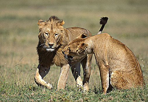 非洲狮,狮子,雄性,玩,肯尼亚
