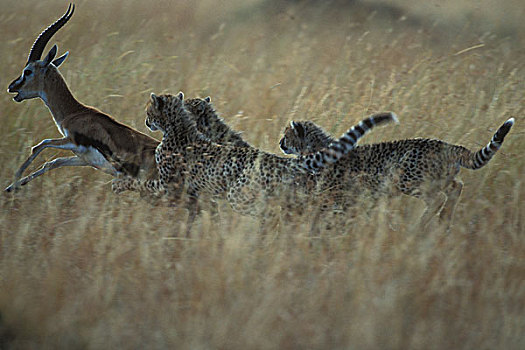 非洲,肯尼亚,马塞马拉野生动物保护区,印度豹,幼兽,猎豹,追逐,瞪羚,捕食,热带草原