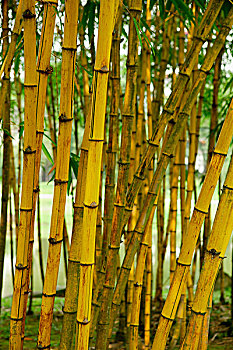 树干,竹子,植物,中式花园,新加坡