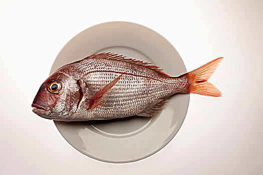 红海,铜盆鱼,盘子