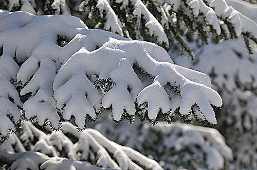 特写,雪,树上,漂亮,冬天,白天