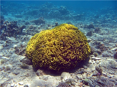 珊瑚礁,一个,黄色,杯子,珊瑚,仰视,红海