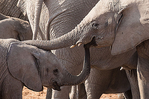 两个,年轻,大象,接触,相互,象鼻