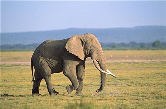 非洲象,雄性动物,走,草地,安伯塞利国家公园,肯尼亚