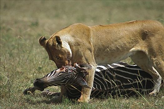非洲狮,狮子,女性,杀戮,白氏斑马,斑马,肯尼亚