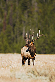 麋鹿,北美马鹿,鹿属,雄性动物,黄石国家公园,怀俄明,美国