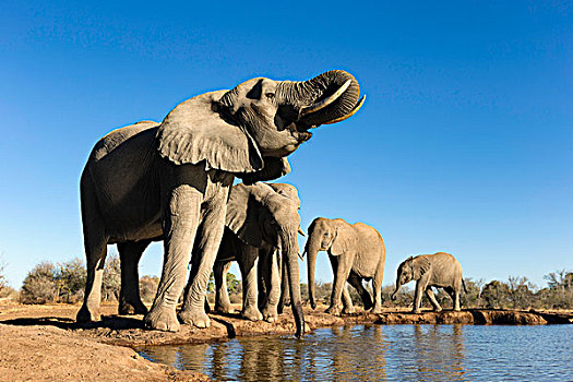 非洲象,喝,水潭,马沙图禁猎区,博茨瓦纳,非洲