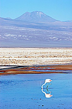 智利,盐湖,阿塔卡马沙漠,粉红火烈鸟