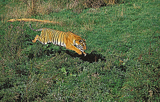 孟加拉虎,虎,成年,跑,草地