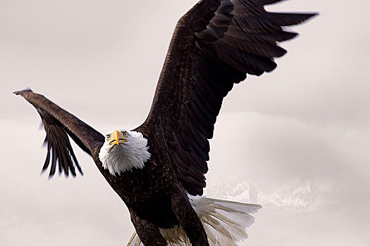 白头鹰,飞行,上方,通加斯国家森林,东南阿拉斯加,冬天,合成效果