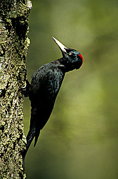黑啄木鸟,雌性,树干