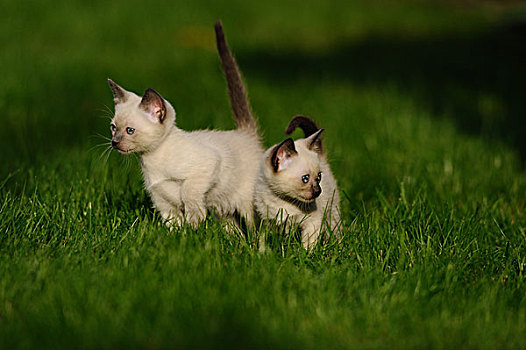 两个,暹罗,小猫,走,草丛