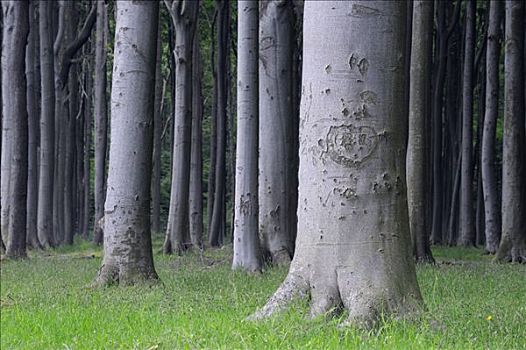 山毛榉树,波美拉尼亚西部,梅克伦堡州,德国