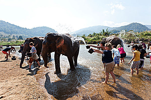 游人,大象,自然公园,洗,河
