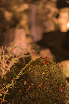 夜晚布满青苔的石头和石头上的枫叶背景图