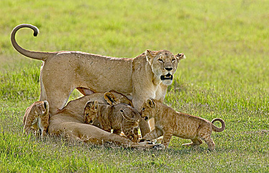 雌狮,幼兽,东非,坦桑尼亚,恩戈罗恩戈罗火山口