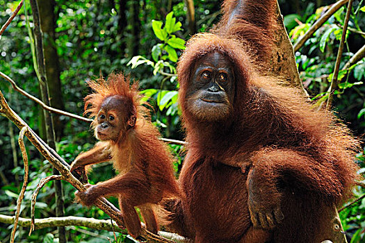 苏门答腊猩猩,古农列尤择国家公园,北方,苏门答腊岛,印度尼西亚