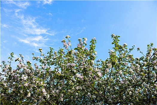 盛开,枝条,苹果树,蓝天