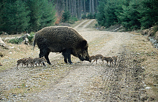 野猪,母猪,老,小猪,林中小径,巴伐利亚,德国,欧洲