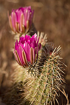 仙人掌,开花,红岩峡谷,国家保护区,拉斯维加斯,内华达