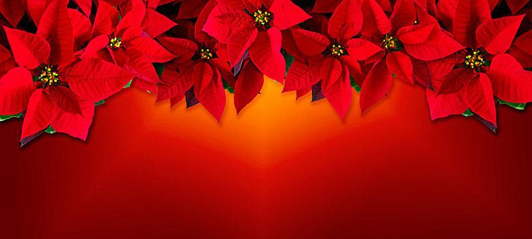 圣诞节,用圣诞红设计成的贺卡