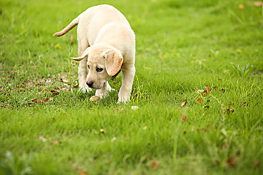 草坪上的拉不拉多幼犬