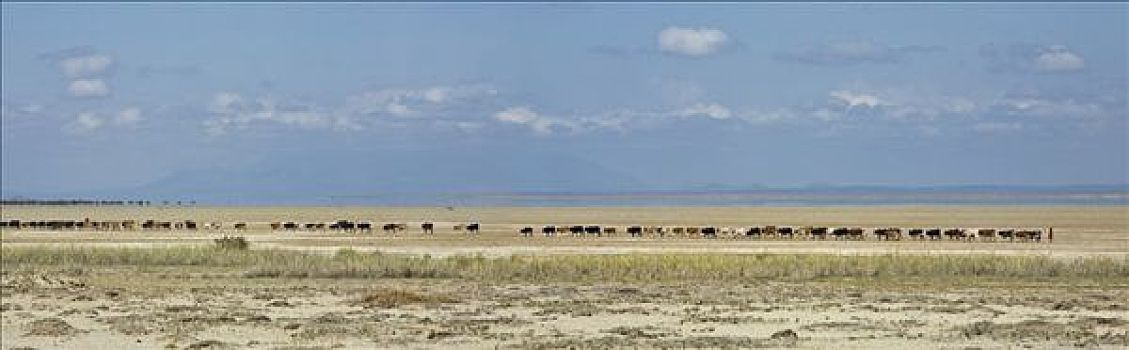 肯尼亚,地区,安伯塞利国家公园,牧群,牛,跋涉,湖,干燥,季节,远景