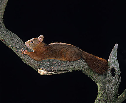 红松鼠,松鼠,雄性,站立,枝条,睡觉